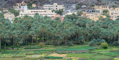 Palms of Balad Sayt