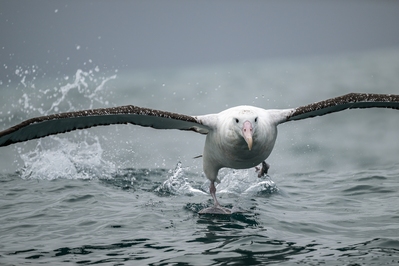 photos of New Zealand - Albatross Encounter