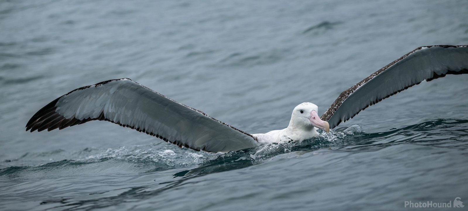 Image of Albatross Encounter by Sue Wolfe