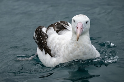 New Zealand images - Albatross Encounter