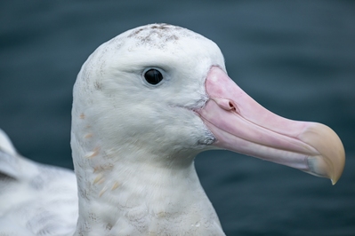 New Zealand photos - Albatross Encounter
