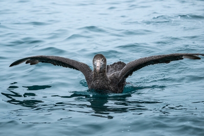 photos of New Zealand - Albatross Encounter