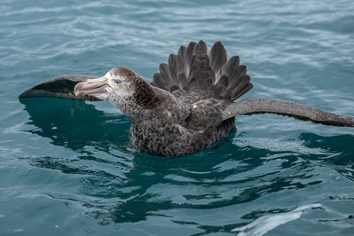 Giant Northern Petrel