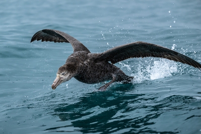 pictures of New Zealand - Albatross Encounter