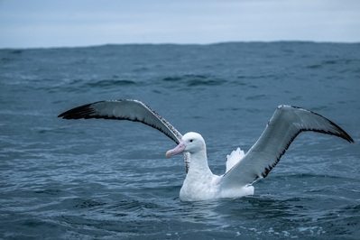 Picture of Albatross Encounter - Albatross Encounter