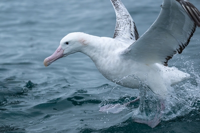 New Zealand photos - Albatross Encounter
