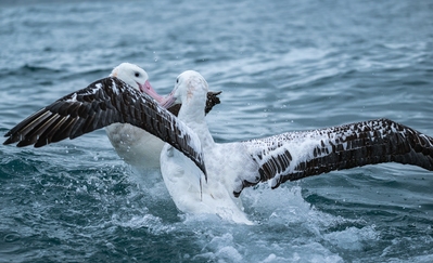 New Zealand pictures - Albatross Encounter