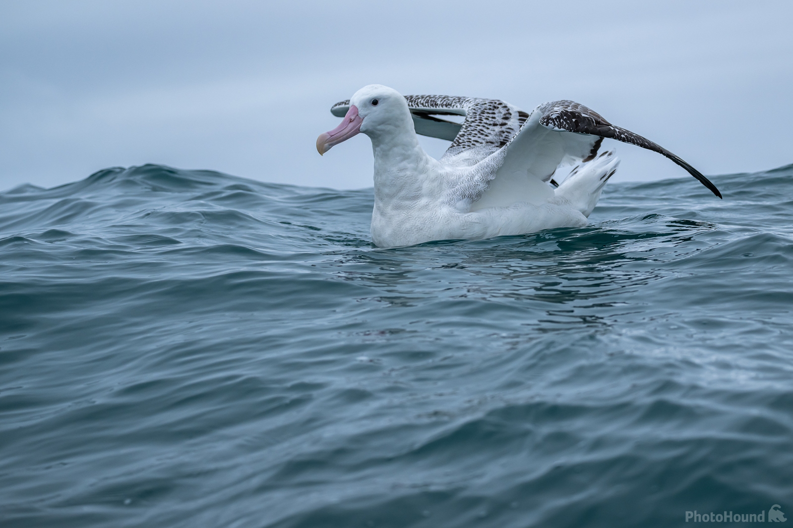 Image of Albatross Encounter by Sue Wolfe