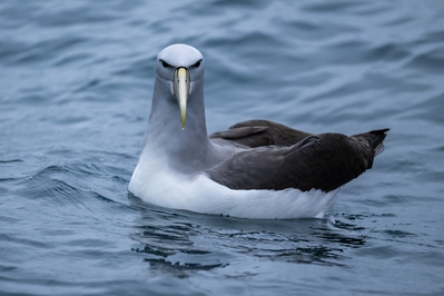 images of New Zealand - Albatross Encounter