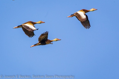 photos of Belize - Lamanai Area Birdwatching