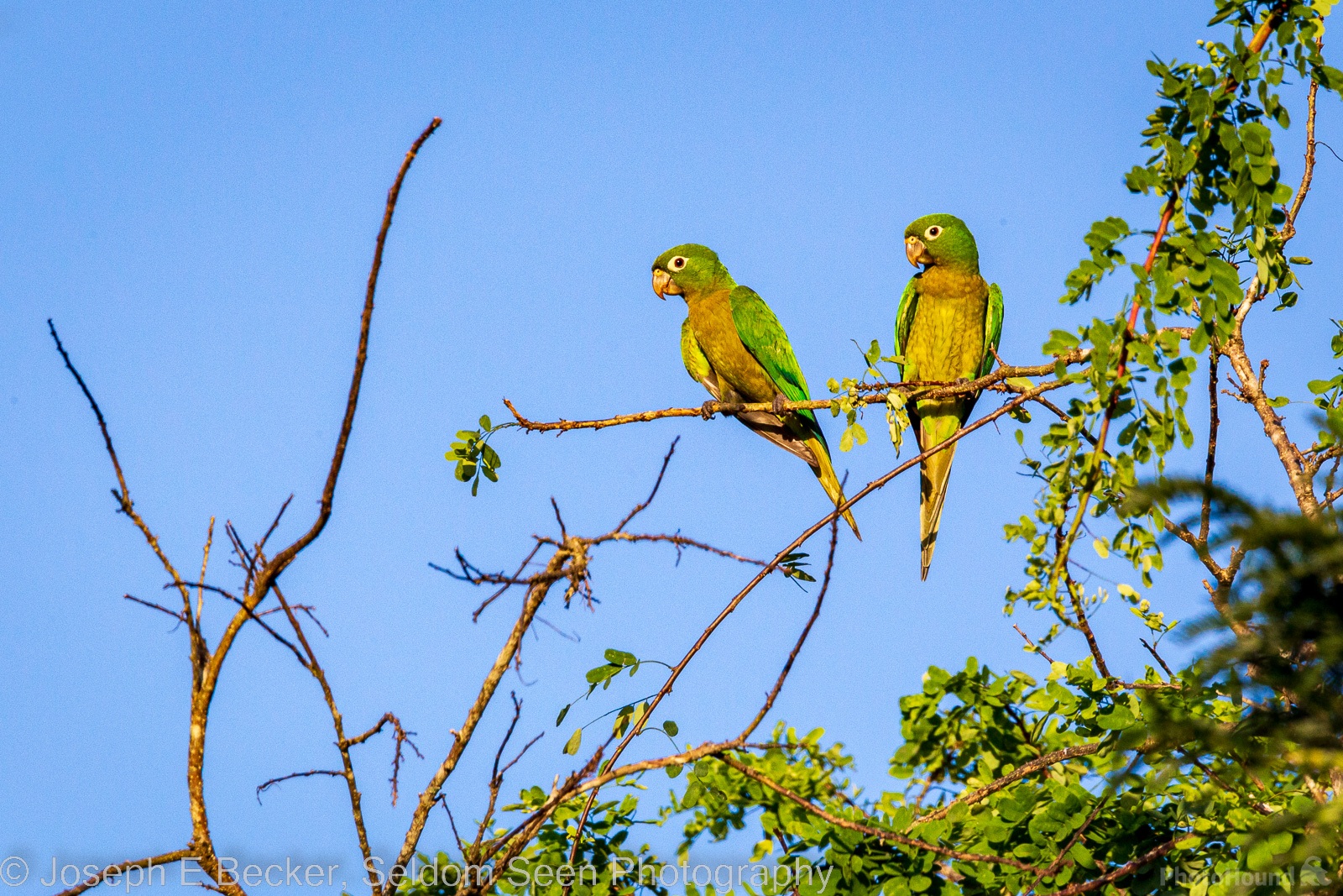 Image of Lamanai Area Birdwatching by Joe Becker