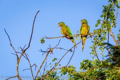 photo locations in Belize - Lamanai Area Birdwatching
