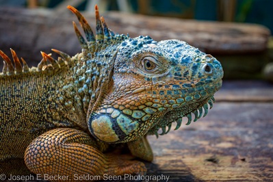 photography spots in Belize - Green Iguana Conservation Project