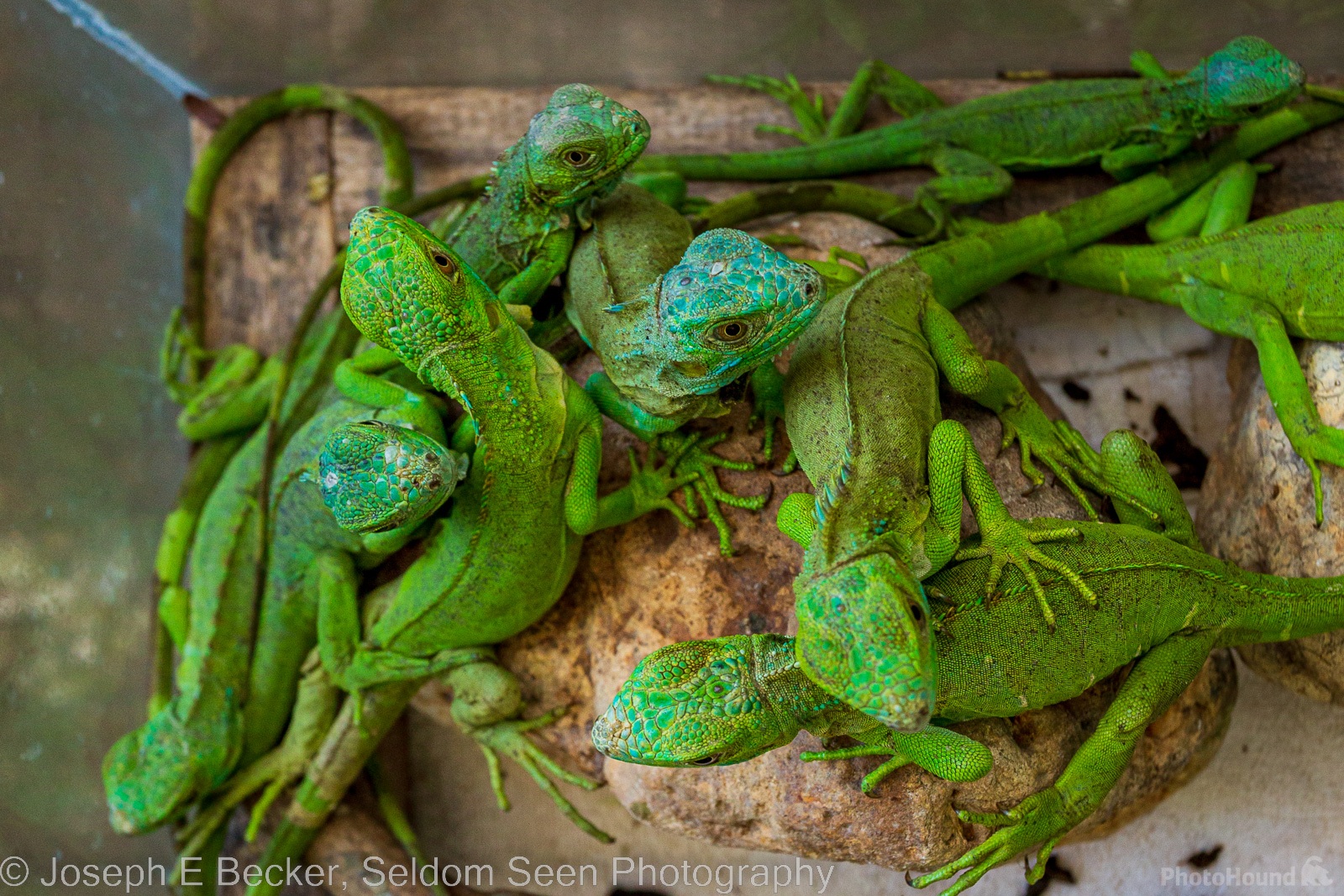 Image of Green Iguana Conservation Project by Joe Becker