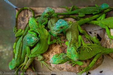 Belize photos - Green Iguana Conservation Project