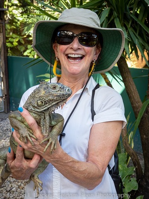 Image of Green Iguana Conservation Project - Green Iguana Conservation Project