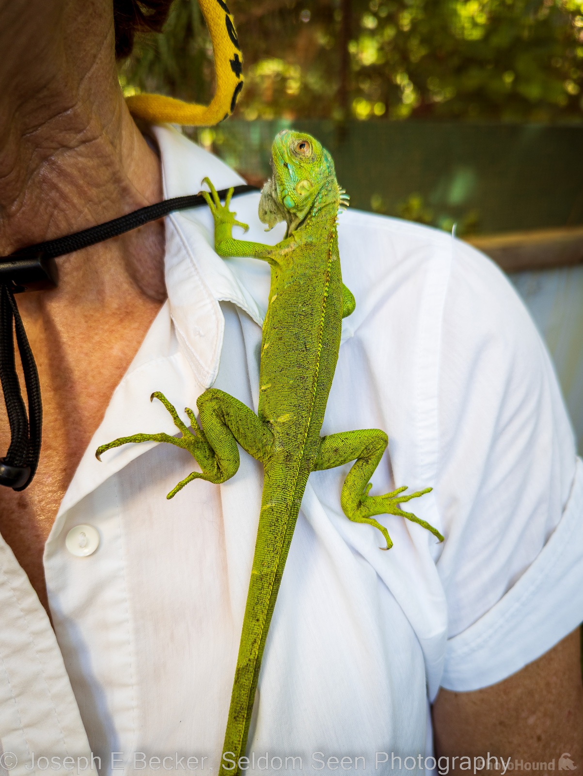 Image of Green Iguana Conservation Project by Joe Becker