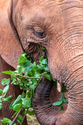 Kenya pictures - Sheldrick Wildlife Trust Elephant Orphanage
