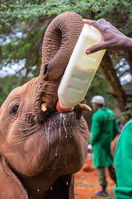 photos of Kenya - Sheldrick Wildlife Trust Elephant Orphanage