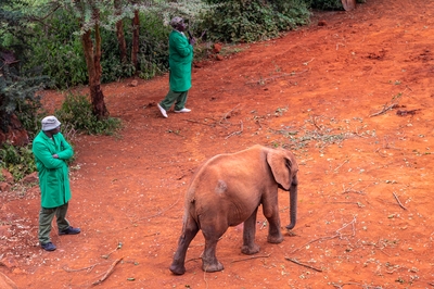 images of Kenya - Sheldrick Wildlife Trust Elephant Orphanage