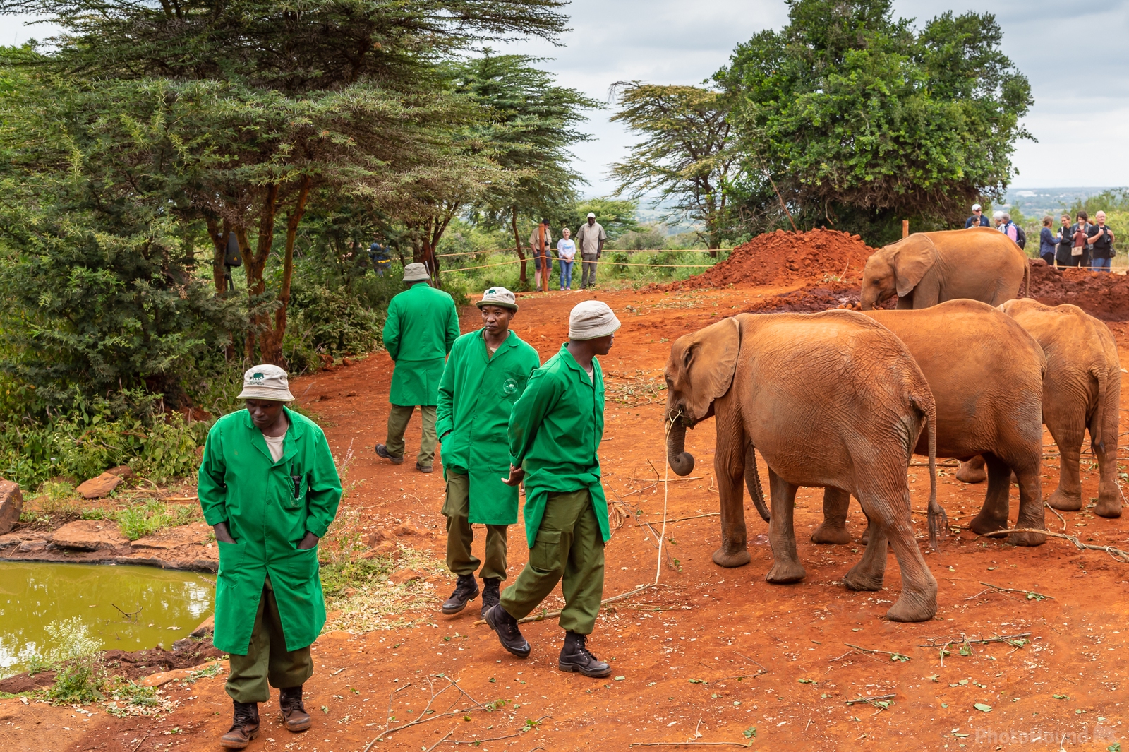Image of Sheldrick Wildlife Trust Elephant Orphanage by Sue Wolfe