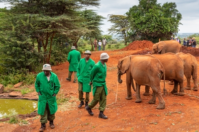 pictures of Kenya - Sheldrick Wildlife Trust Elephant Orphanage