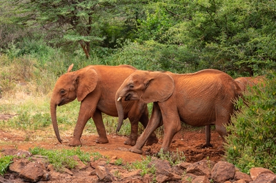 Kenya images - Sheldrick Wildlife Trust Elephant Orphanage