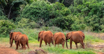 Kenya photos - Sheldrick Wildlife Trust Elephant Orphanage