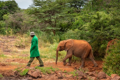 photos of Kenya - Sheldrick Wildlife Trust Elephant Orphanage