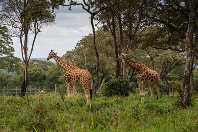 images of Kenya - Giraffe Centre