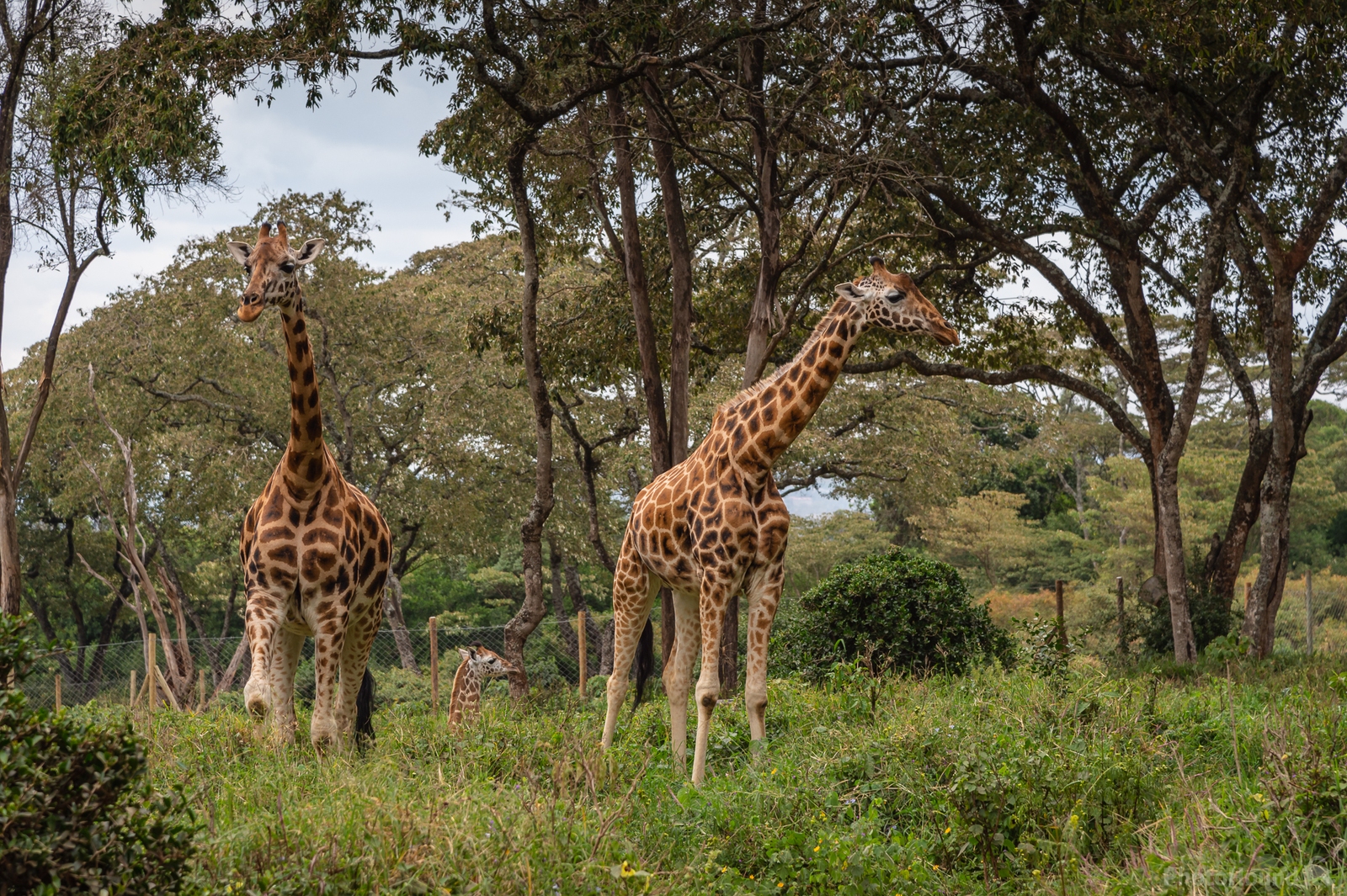 Image of Giraffe Centre by Sue Wolfe
