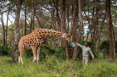 photo spots in Kenya - Giraffe Centre