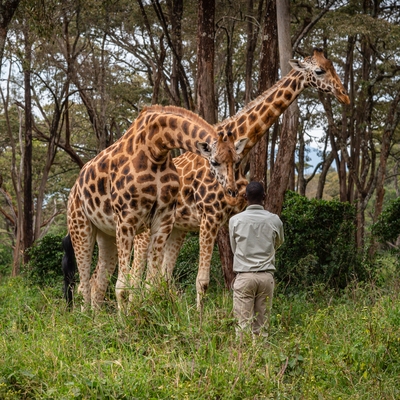 Kenya photos - Giraffe Centre