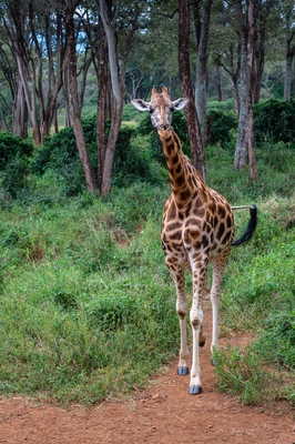 Kenya pictures - Giraffe Centre