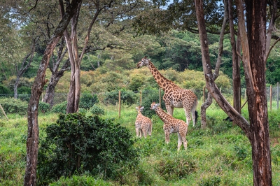 photos of Kenya - Giraffe Centre