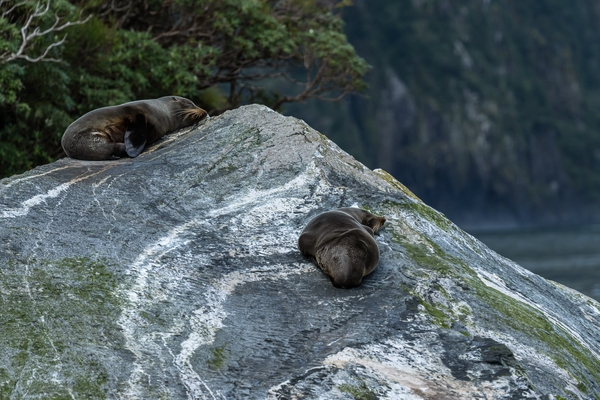 N.Z. Fur Seals, Milford Sound, Fiordland N.P.