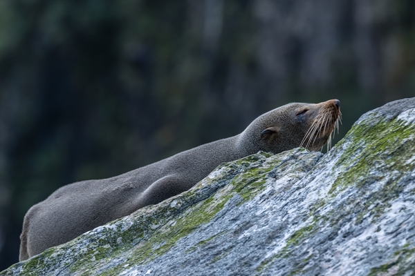 N.Z. Fur Seals, Milford Sound, Fiordland N.P.