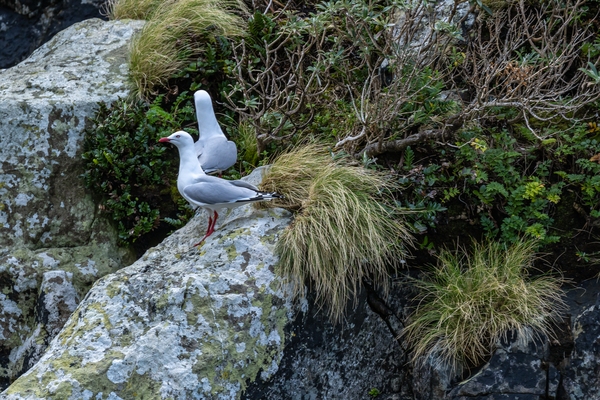 Red-billed Gull, Milford Sound, Fiordland N.P.
