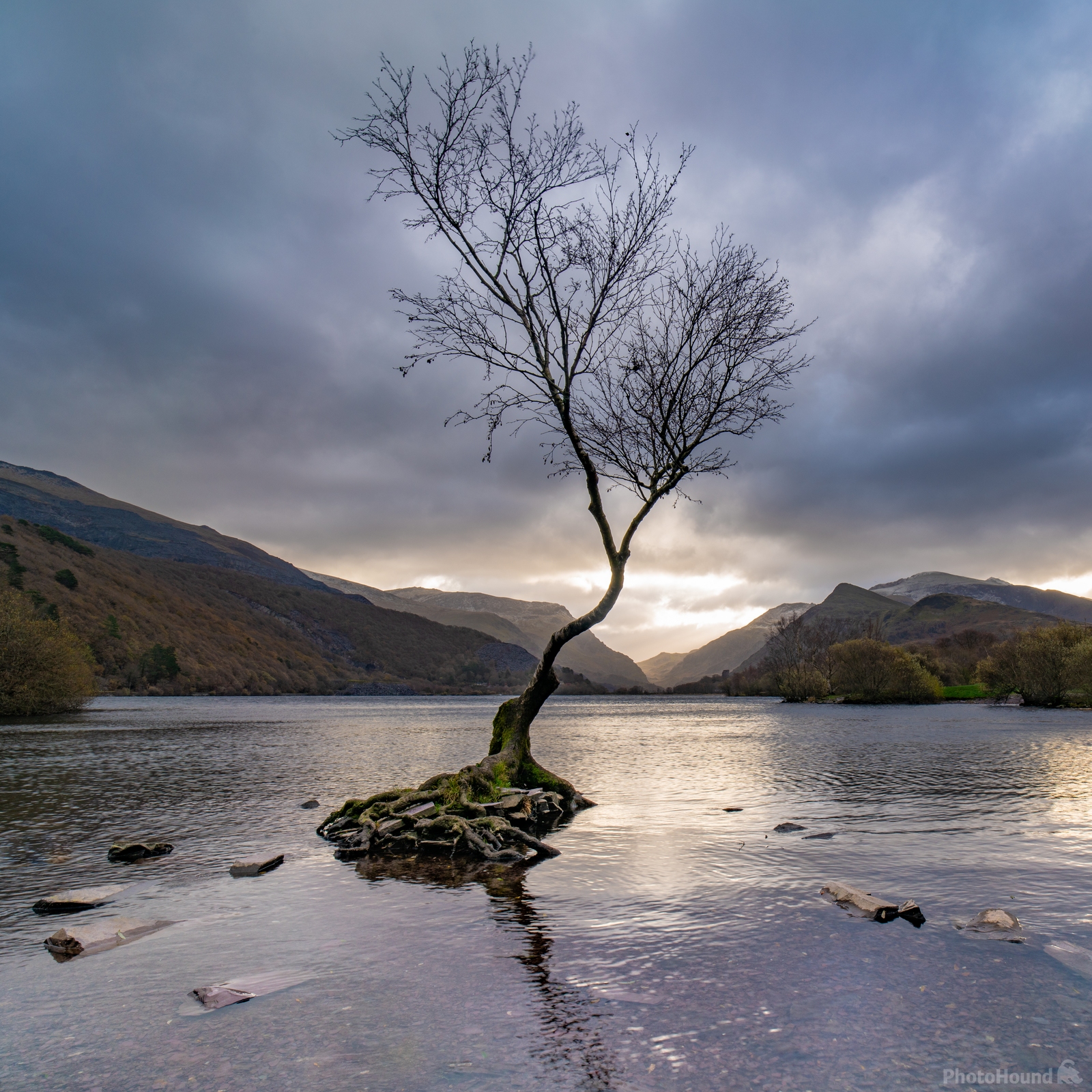 Image of Lone Tree by Terence Rees