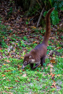 Coatis, also known as coatimundis, are commonly seen at Tikal