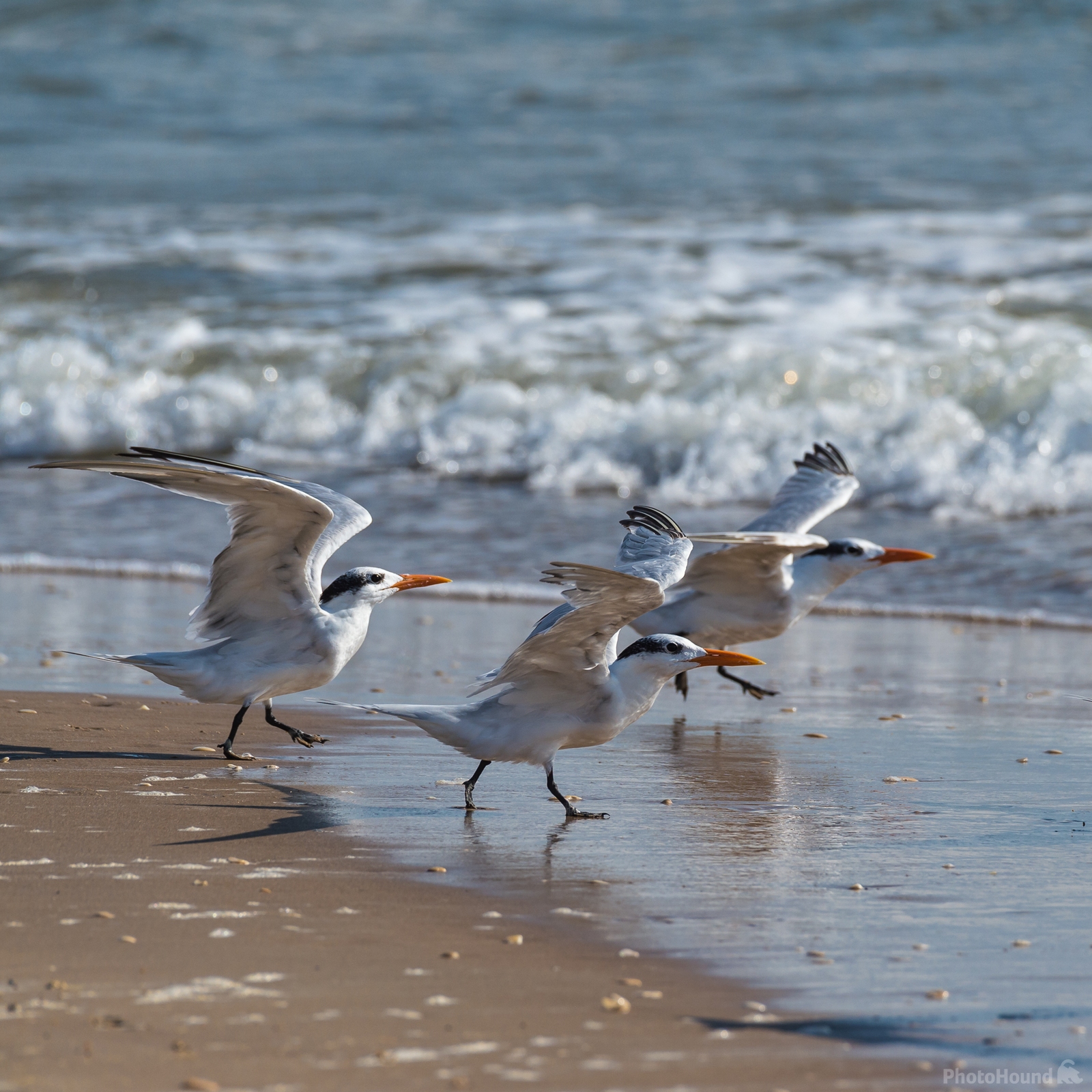 Image of Padre Island National Seashore by Sue Wolfe
