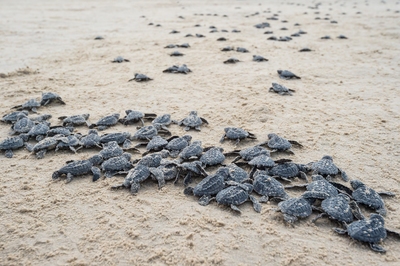 Corpus Christi instagram spots - Sea Turtle Hatchling Release