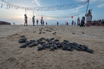 Image of Sea Turtle Hatchling Release - Sea Turtle Hatchling Release