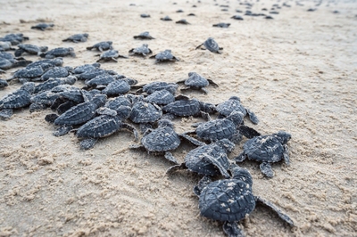 Photo of Sea Turtle Hatchling Release - Sea Turtle Hatchling Release