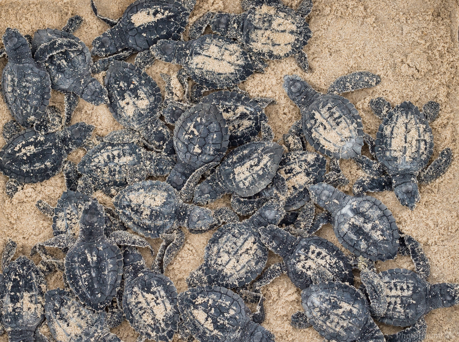 Image of Sea Turtle Hatchling Release by Sue Wolfe
