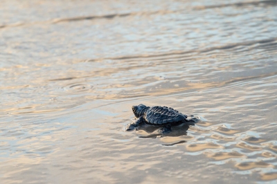 Picture of Sea Turtle Hatchling Release - Sea Turtle Hatchling Release