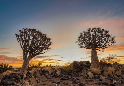 photography locations in Namibia - Quiver Trees at Keetmanshoop