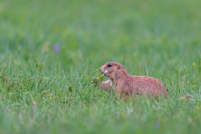 Picture of Roberts Prairie Dog Town, Badlands N.P. - Roberts Prairie Dog Town, Badlands N.P.