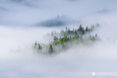 Morning fog in spring