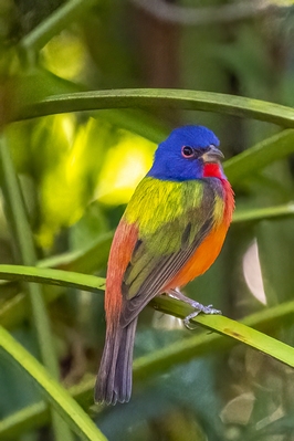 Male Painted Bunting. This is the most colorful bird in North America. February is the best months for Painted Buntings at Bok Tower Gardens.